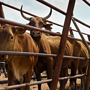 Beef fattening ready for take-off in southern Africa with new financing made available to smallholders