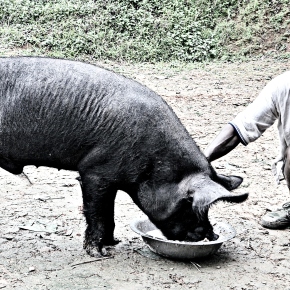 India’s Nagaland State launches AI scheme for pigs following the state’s landmark pig breeding policy