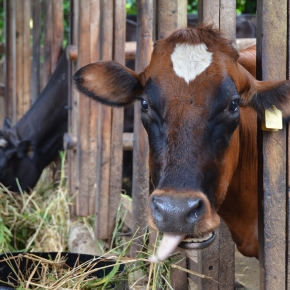 Cleaning up assessments of livestock-environment systems in developing countries with CLEANED
