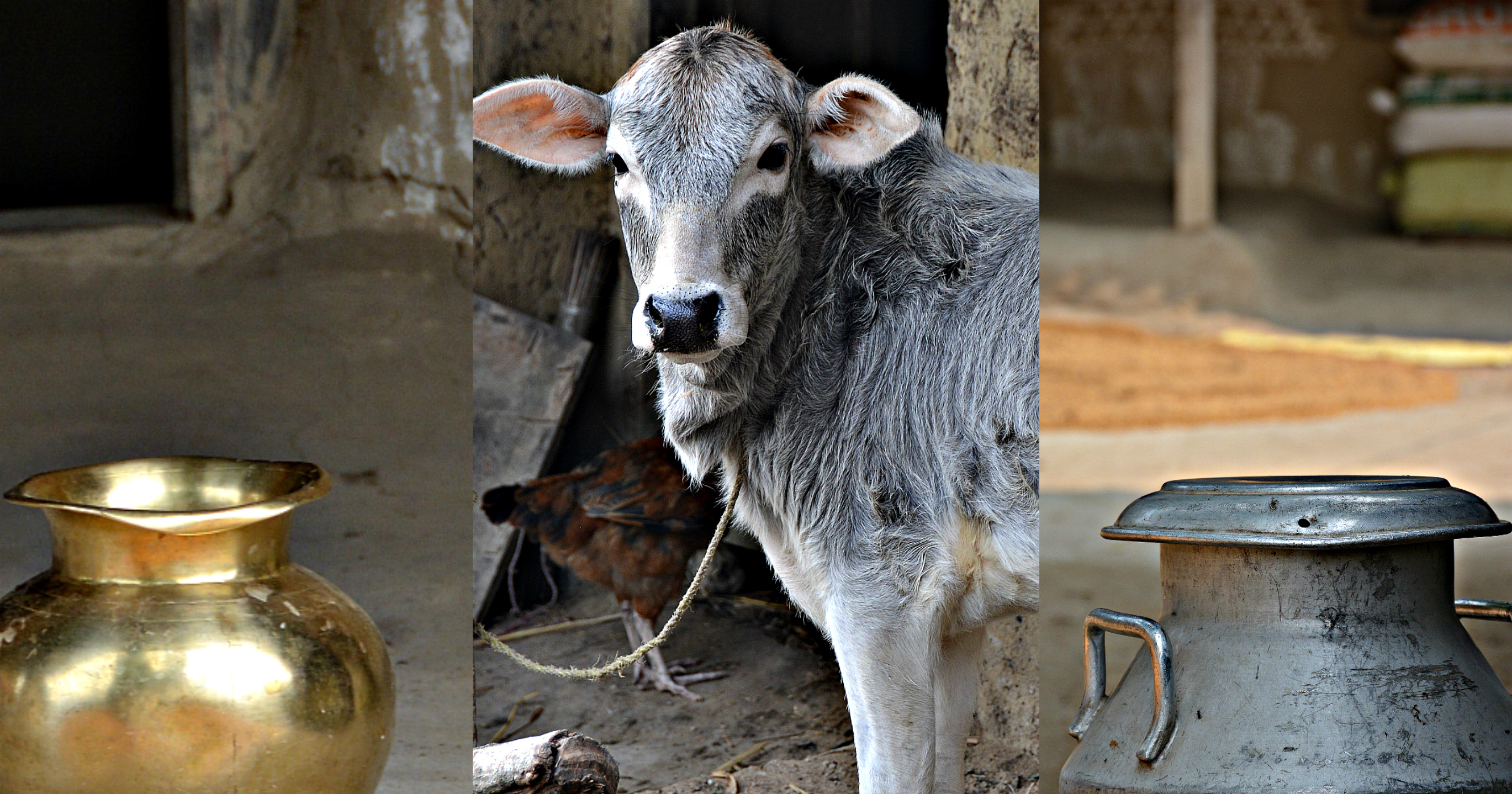 India's northeast Bihar State gears up to approve and implement a  'livestock master plan' | ILRI Clippings
