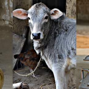India’s northeast Bihar State gears up to approve and implement a ‘livestock master plan’