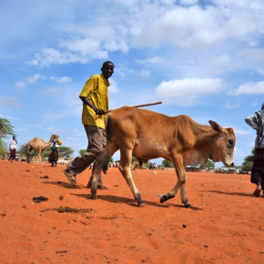 Northern Kenya-southern Ethiopia dryland livestock traders gathered in Marsabit for better livestock trade and market links