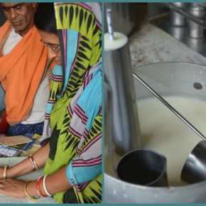 A ‘milk start-up’ aims to modernize India’s massive informal dairy economy in Odisha State