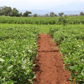 Inoculating legume plants with nitrogen-fixing rhizobia bacteria improves yields in Ethiopia and could save USD28 million annually in fertilizer costs