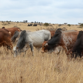 Kenyan livestock sector to grow ‘exponentially’—Kenya National Bureau of Statistics