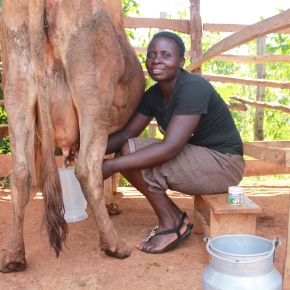 Don’t believe the scare stories, Kenyan milk is a big success