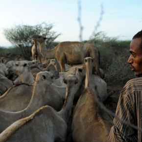 Do Kenya’s camel handlers face a threat from MERS? What we found
