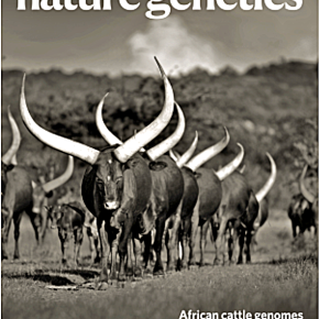 ‘Genomic time travel’ for better African cattle—New paper describes a ‘rich mosaic of traits’ and an ‘evolutionary jolt’